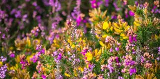 Co usuwa z wody filtr Brita?