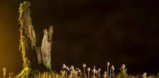 Jakie są rodzaje łyżew?