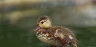 Jak Skręcać w puchu?