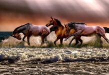 Co dla dziewczynki Lubiącej konie?