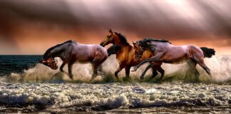 Co dla dziewczynki Lubiącej konie?