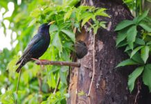 Jaki najsilniejszy gaz obronny?