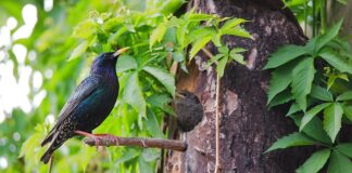 Jaki najsilniejszy gaz obronny?