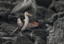 Jak długo trwał Dziki Zachód? Jak długo trwał Dziki Zachód?