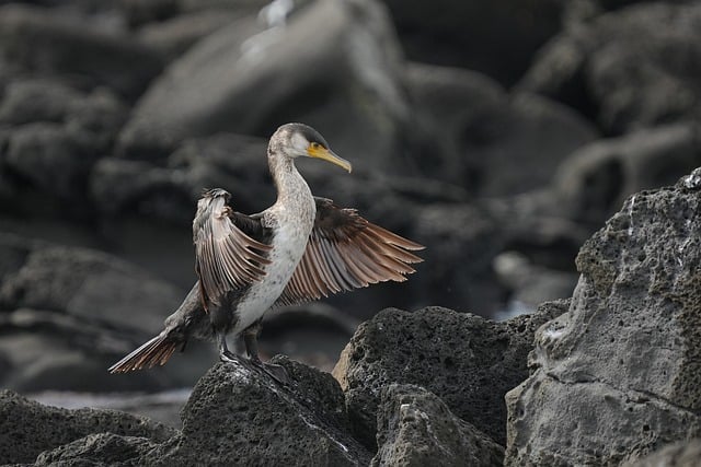 Jak długo trwał Dziki Zachód? Jak długo trwał Dziki Zachód?