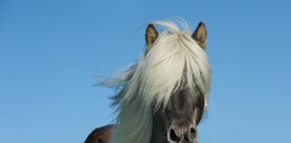 Co jest potrzebne do posiadania konia?