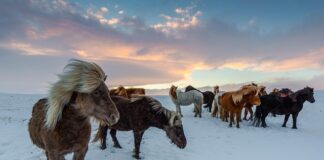 Jaki prezent dla miłośnika koni?