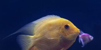 Czy ryba widzi w wodzie?