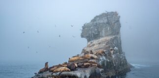 Jak suszyć foki skiturowe?