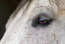 Ile razy w tygodniu jeździć konno? Ile razy w tygodniu jeździć konno?