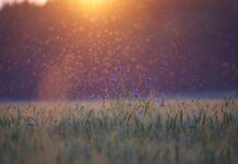 Jak liczy się punkty w futbolu amerykańskim? Jak liczy się punkty w futbolu amerykańskim?