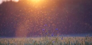 Jak liczy się punkty w futbolu amerykańskim?