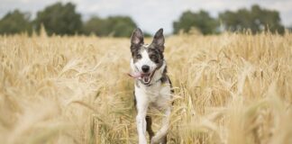 Ile kilometrów dziennie biegać?