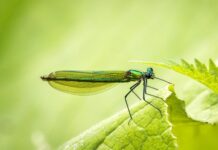 Po co piłkarzom opaski na nadgarstkach?