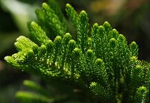 Jaką szerokość nart skiturowych?