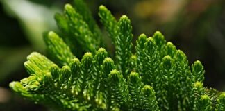 Jaką szerokość nart skiturowych?