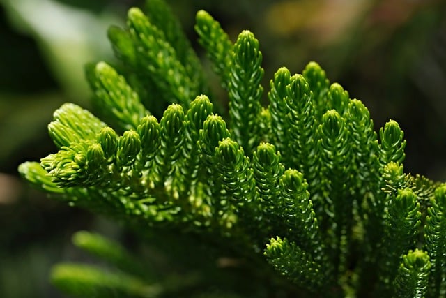 Jaką szerokość nart skiturowych? Jaką szerokość nart skiturowych?