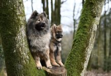 Czy gaz pieprzowy na psy działa na ludzi?