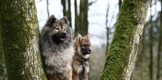 Czy gaz pieprzowy na psy działa na ludzi?