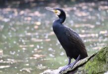 Co lepsze gainer czy carbo? Co lepsze gainer czy carbo?