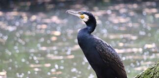 Co lepsze gainer czy carbo?