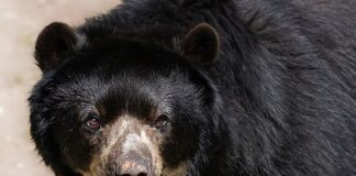 Co oznacza R na okularach?