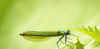 Jaka jest najlepsza opaska sportowa?