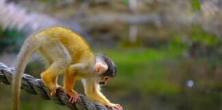 Jaka wędkę na lina?