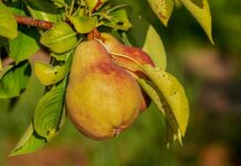 Czy odżywki na masę są zdrowe? Czy odżywki na masę są zdrowe?