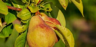 Czy odżywki na masę są zdrowe?