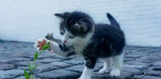 Czemu piłkarze mają długie skarpety?