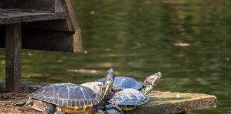 Jak przechowywać line?