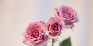 Co na urodziny dla 11 latka?