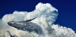 Co to znaczy free ride?