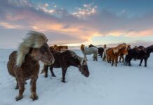 Czego nie wolno robić przy koniu?