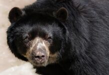 Czy można strzelać w okularach? Czy można strzelać w okularach?