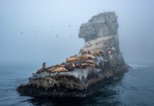 Kiedy zakładać foki?