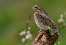 Jak sprawdzić sztywność narty?