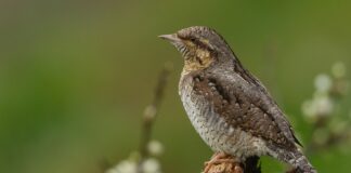 Jak sprawdzić sztywność narty?