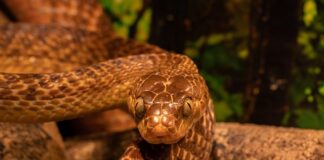 Czy węgiel drzewny filtruje wodę?