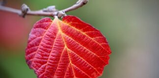 Jaką grubość żyłki na feeder?