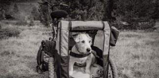 Do jakiego wzrostu przyczepka rowerowa?