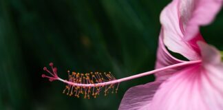 Jak dobrać rozmiar butów skiturowych?