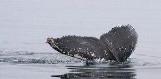 Czy w masce Easybreath można nurkować?