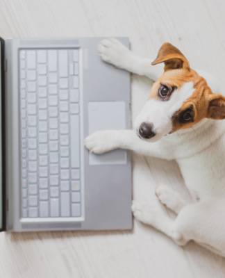 Work-life-pet balance